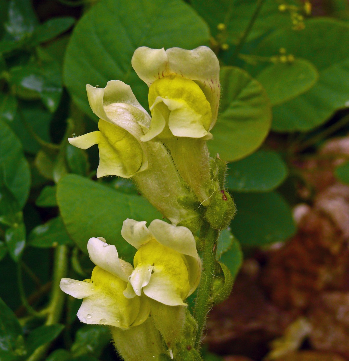 Sasha Grey ismli issiq jojaning anal ajdahosi